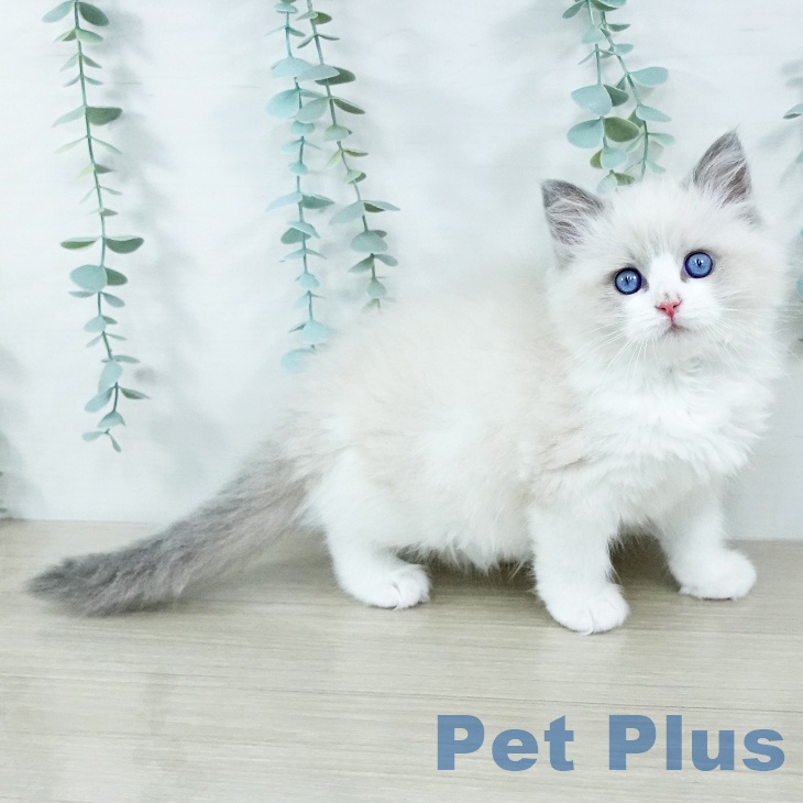 茨城県のラグドール (ペットプラス つくば店/2025年11月6日生まれ/女の子/ブルーポイントバイカラー)の子猫の1枚目の画像
