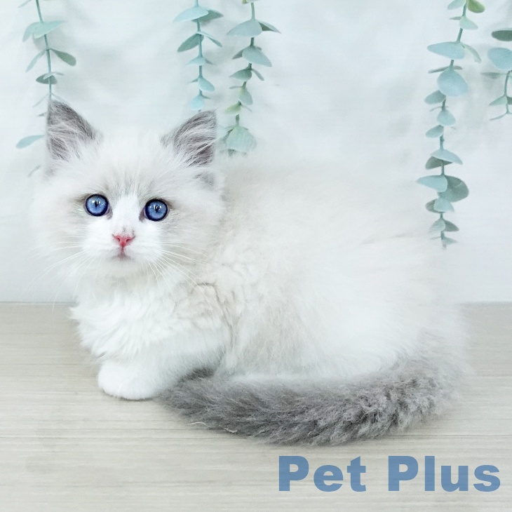 茨城県のラグドール (ペットプラス つくば店/2025年11月6日生まれ/女の子/ブルーポイントバイカラー)の子猫の2枚目の画像