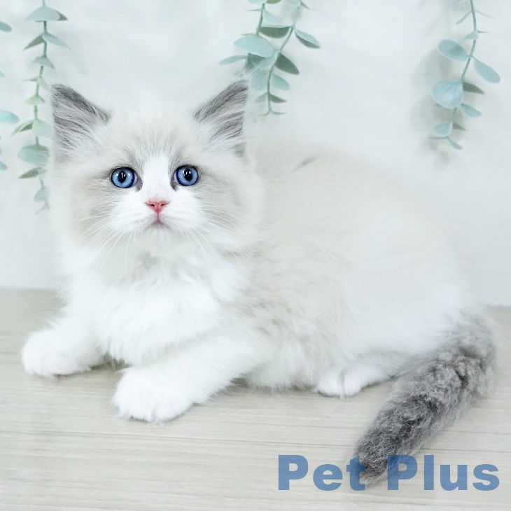 神奈川県のラグドール (ペットプラス 新百合丘店/2025年11月6日生まれ/女の子/ブルーポイントバイカラー)の子猫の2枚目の画像