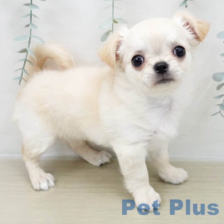長野県のチワワ(ロング) (ペットプラス 松本店/2025年11月7日生まれ/女の子/クリーム)の子犬の1枚目の画像
