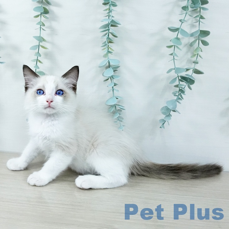 福島県のラグドール (ペットプラス 福島店/2025年10月9日生まれ/男の子/シールポイントバイカラー)の子猫の1枚目の画像