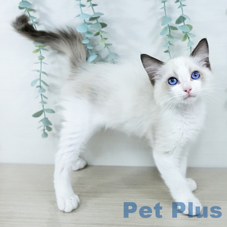 福島県のラグドール (ペットプラス 福島店/2025年10月9日生まれ/男の子/シールポイントバイカラー)の子猫の2枚目の画像