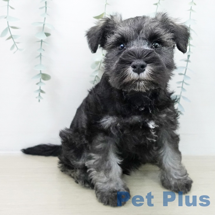 福島県のミニチュアシュナウザー (ペットプラス 福島店/2025年11月7日生まれ/男の子/ソルトペッパー)の子犬の1枚目の画像