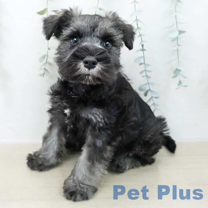 福島県のミニチュアシュナウザー (ペットプラス 福島店/2025年11月7日生まれ/男の子/ソルトペッパー)の子犬の2枚目の画像