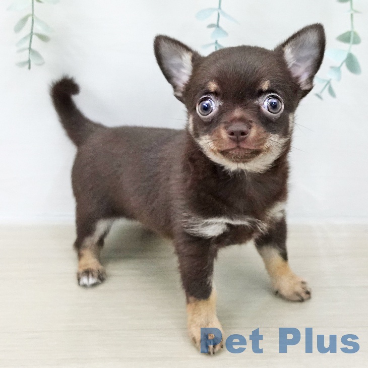 千葉県のチワワ(ロング) (ペットプラス 幕張新都心店/2025年11月5日生まれ/女の子/チョコレートタンホワイト)の子犬の1枚目の画像