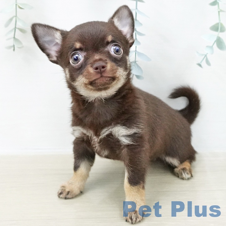 千葉県のチワワ(ロング) (ペットプラス 幕張新都心店/2025年11月5日生まれ/女の子/チョコレートタンホワイト)の子犬の2枚目の画像