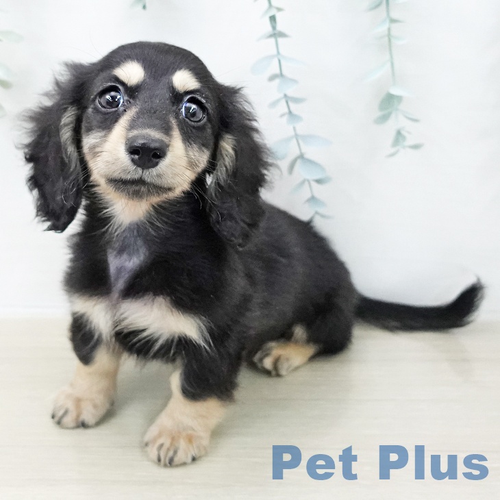 宮城県のカニンヘンダックスフンド(ロング) (ペットプラス 仙台上杉店/2025年11月5日生まれ/男の子/ブラックイエロー)の子犬の1枚目の画像