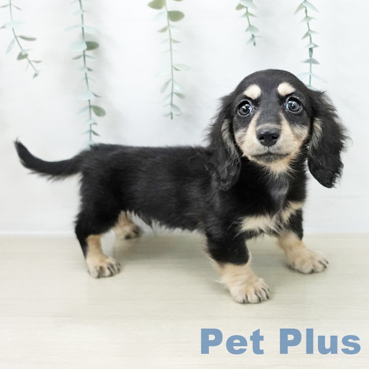 宮城県のカニンヘンダックスフンド(ロング) (ペットプラス 仙台上杉店/2025年11月5日生まれ/男の子/ブラックイエロー)の子犬の2枚目の画像