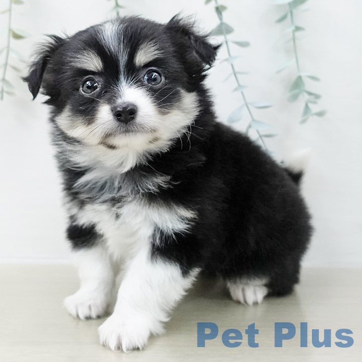 東京都のチワワ(ロング) (ペットプラス 多摩平の森店/2025年11月7日生まれ/男の子/ブラックタンホワイト)の子犬の1枚目の画像