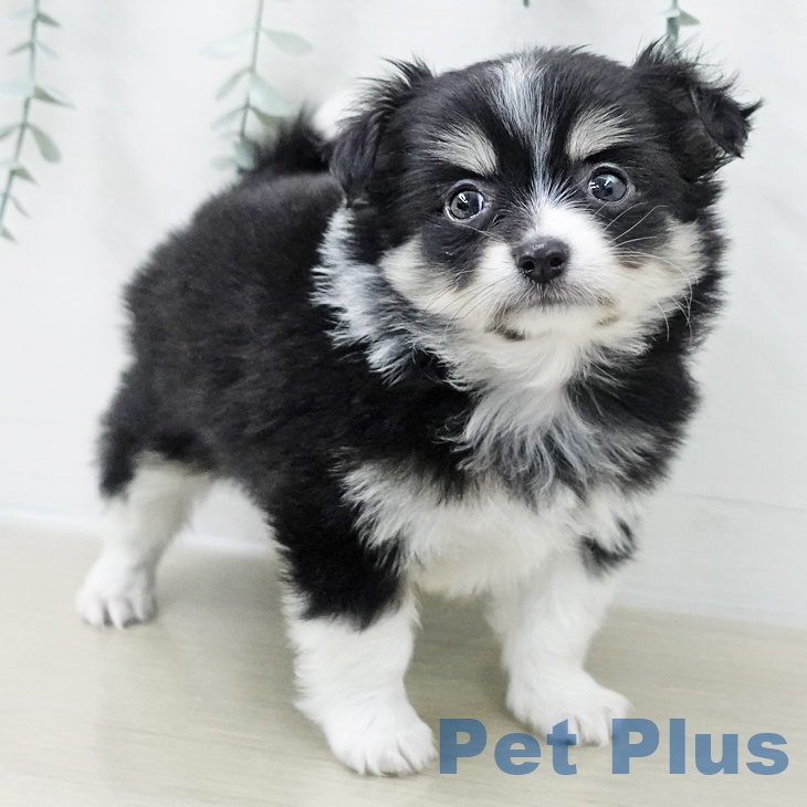 東京都のチワワ(ロング) (ペットプラス 多摩平の森店/2025年11月7日生まれ/男の子/ブラックタンホワイト)の子犬の2枚目の画像