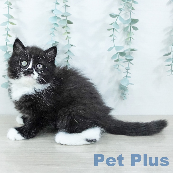 奈良県のスコティッシュフォールド (ペットプラス 大和郡山店/2025年10月31日生まれ/男の子/ブラックホワイト)の子猫の1枚目の画像