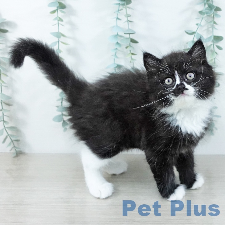 奈良県のスコティッシュフォールド (ペットプラス 大和郡山店/2025年10月31日生まれ/男の子/ブラックホワイト)の子猫の2枚目の画像