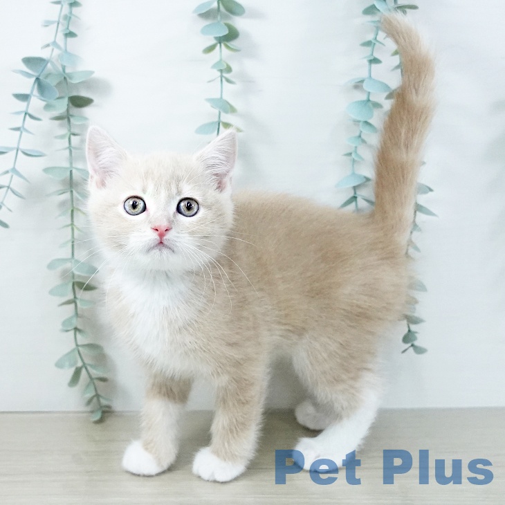 京都府のスコティッシュフォールド (ペットプラス 久御山店/2025年10月31日生まれ/男の子/クリームホワイト)の子猫の1枚目の画像