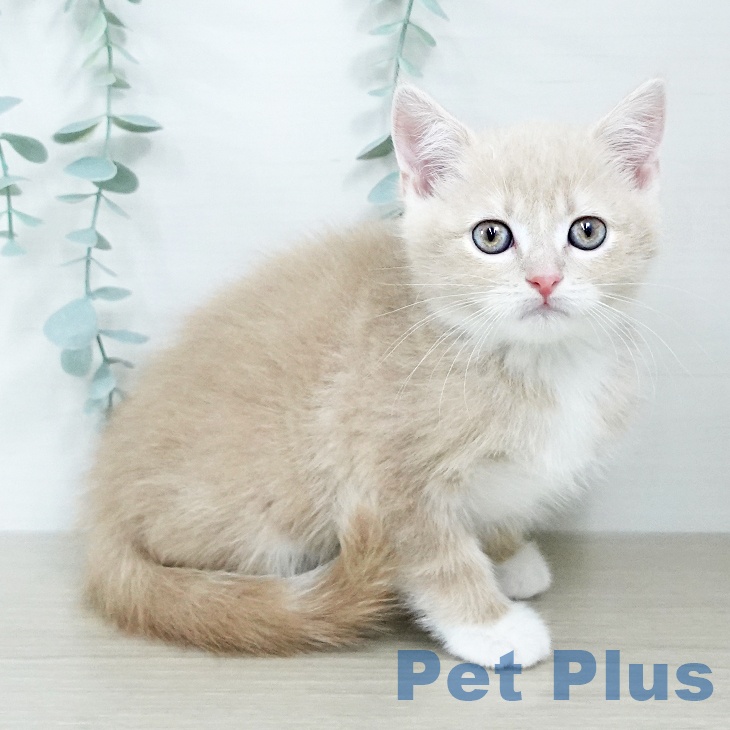京都府のスコティッシュフォールド (ペットプラス 久御山店/2025年10月31日生まれ/男の子/クリームホワイト)の子猫の2枚目の画像