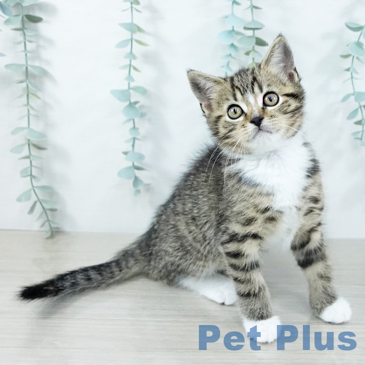 奈良県のスコティッシュフォールド (ペットプラス 大和郡山店/2025年10月31日生まれ/男の子/ブラウンタビーホワイト)の子猫の1枚目の画像