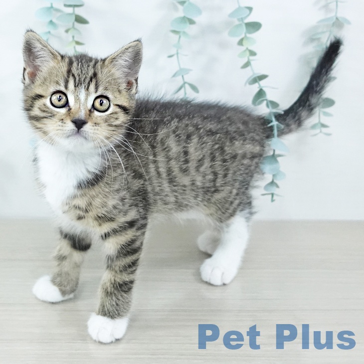 奈良県のスコティッシュフォールド (ペットプラス 大和郡山店/2025年10月31日生まれ/男の子/ブラウンタビーホワイト)の子猫の2枚目の画像