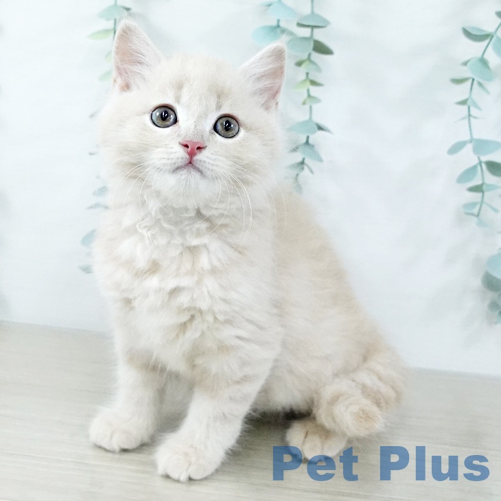 京都府のスコティッシュフォールド (ペットプラス イオンモールKYOTO店/2025年10月31日生まれ/男の子/クリームタビー)の子猫の1枚目の画像