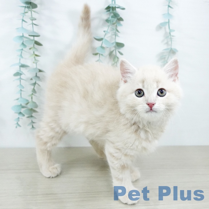 京都府のスコティッシュフォールド (ペットプラス イオンモールKYOTO店/2025年10月31日生まれ/男の子/クリームタビー)の子猫の2枚目の画像