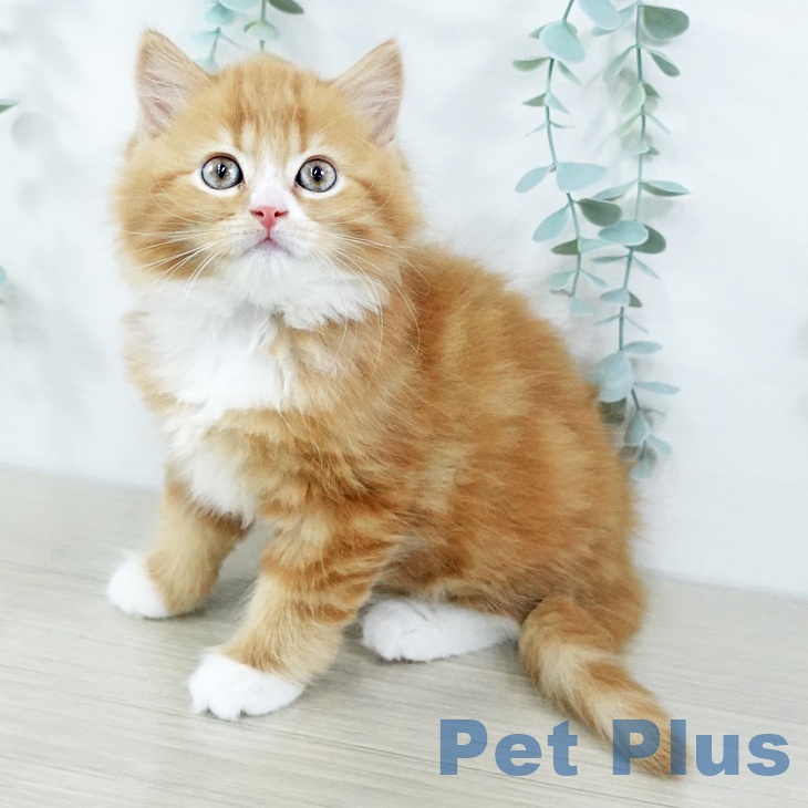 兵庫県のスコティッシュフォールド (ペットプラス 神戸三宮店/2025年10月31日生まれ/男の子/レッドタビーホワイト)の子猫の1枚目の画像