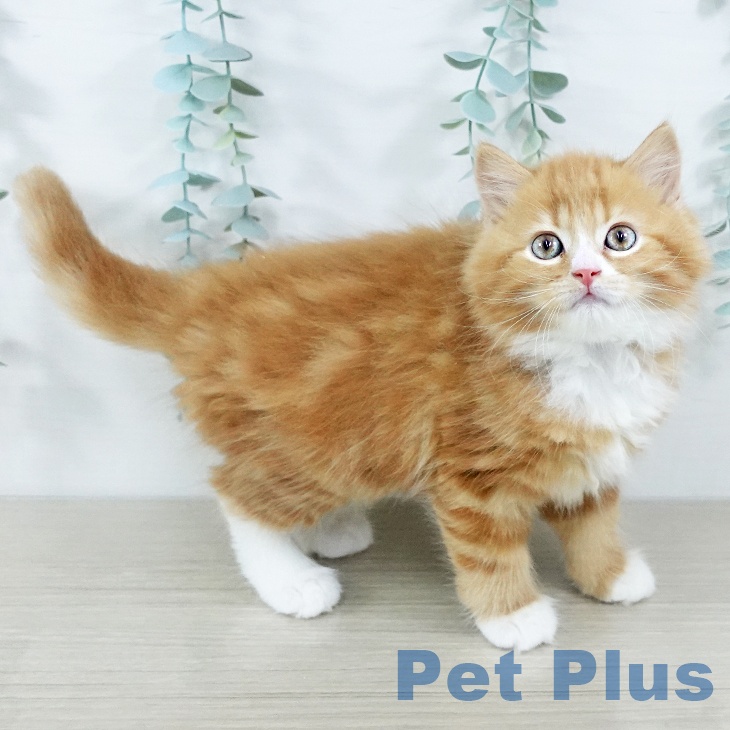 兵庫県のスコティッシュフォールド (ペットプラス 神戸三宮店/2025年10月31日生まれ/男の子/レッドタビーホワイト)の子猫の2枚目の画像