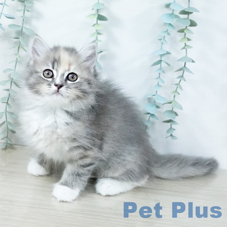 大阪府のスコティッシュフォールド (ペットプラス イオン大日店/2025年10月31日生まれ/女の子/ブルーパッチドタビーホワイト)の子猫の1枚目の画像