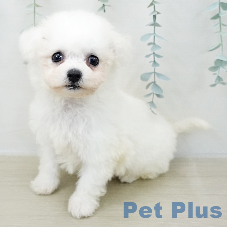 埼玉県のビションフリーゼ (ペットプラス ららぽーと富士見店/2025年10月30日生まれ/女の子/ホワイト)の子犬の1枚目の画像
