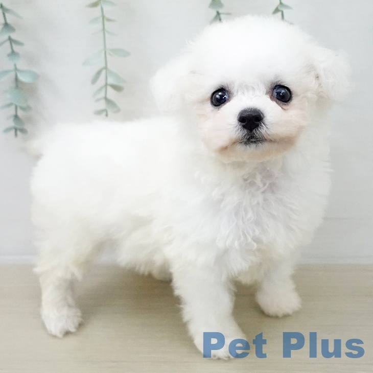 埼玉県のビションフリーゼ (ペットプラス ららぽーと富士見店/2025年10月30日生まれ/女の子/ホワイト)の子犬の2枚目の画像