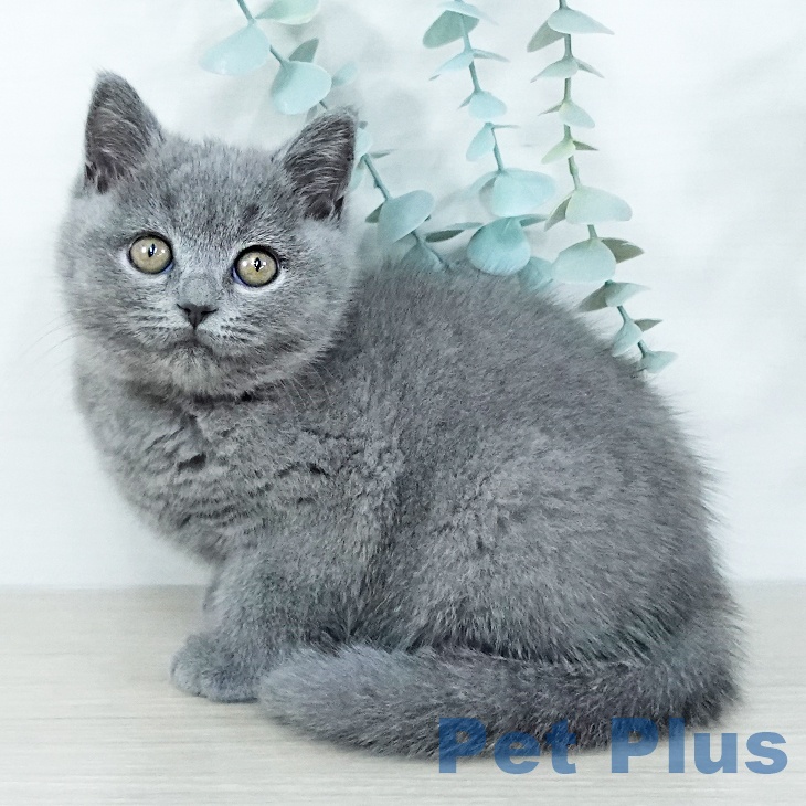 大阪府のブリティッシュショートヘアー (ペットプラス イオン大日店/2025年10月23日生まれ/女の子/ブルー)の子猫の1枚目の画像