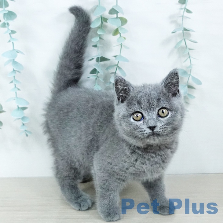 大阪府のブリティッシュショートヘアー (ペットプラス イオン大日店/2025年10月23日生まれ/女の子/ブルー)の子猫の2枚目の画像