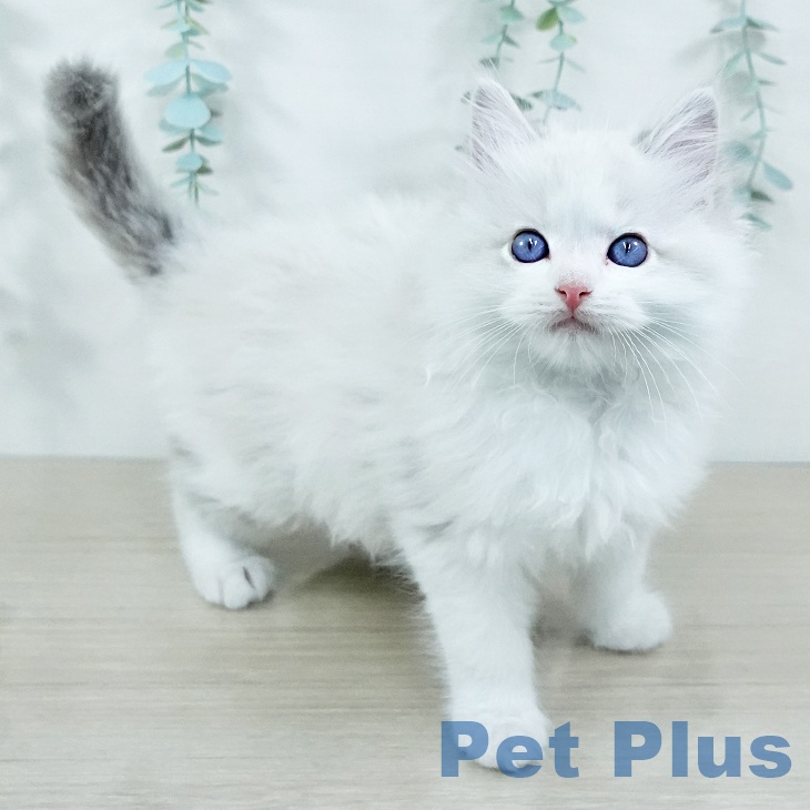 東京都のラグドール (ペットプラス アクアシティお台場店/2025年11月3日生まれ/男の子/ブルーポイントバイカラー)の子猫の1枚目の画像