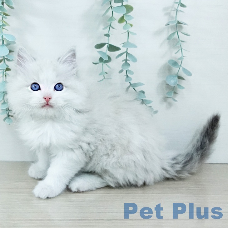 東京都のラグドール (ペットプラス アクアシティお台場店/2025年11月3日生まれ/男の子/ブルーポイントバイカラー)の子猫の2枚目の画像