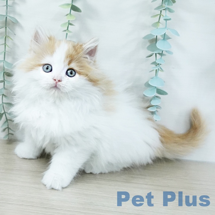 大阪府のラガマフィン (ペットプラス りんくう泉南店/2025年11月5日生まれ/男の子/レッドタビーホワイト)の子猫の1枚目の画像