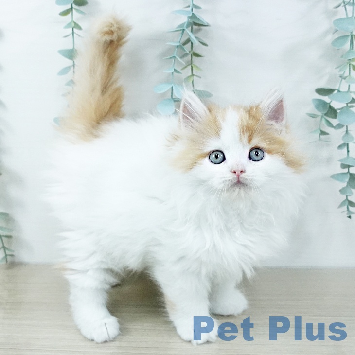 大阪府のラガマフィン (ペットプラス りんくう泉南店/2025年11月5日生まれ/男の子/レッドタビーホワイト)の子猫の2枚目の画像