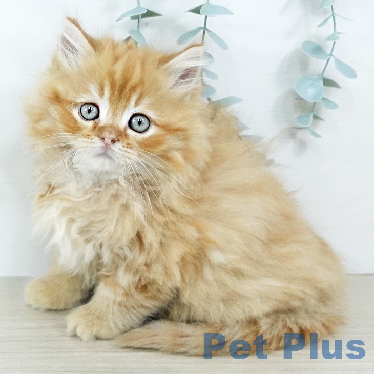 大阪府のラガマフィン (ペットプラス ららぽーと和泉店/2025年11月5日生まれ/男の子/レッドタビー)の子猫の1枚目の画像