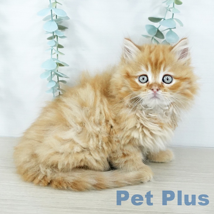 大阪府のラガマフィン (ペットプラス ららぽーと和泉店/2025年11月5日生まれ/男の子/レッドタビー)の子猫の2枚目の画像