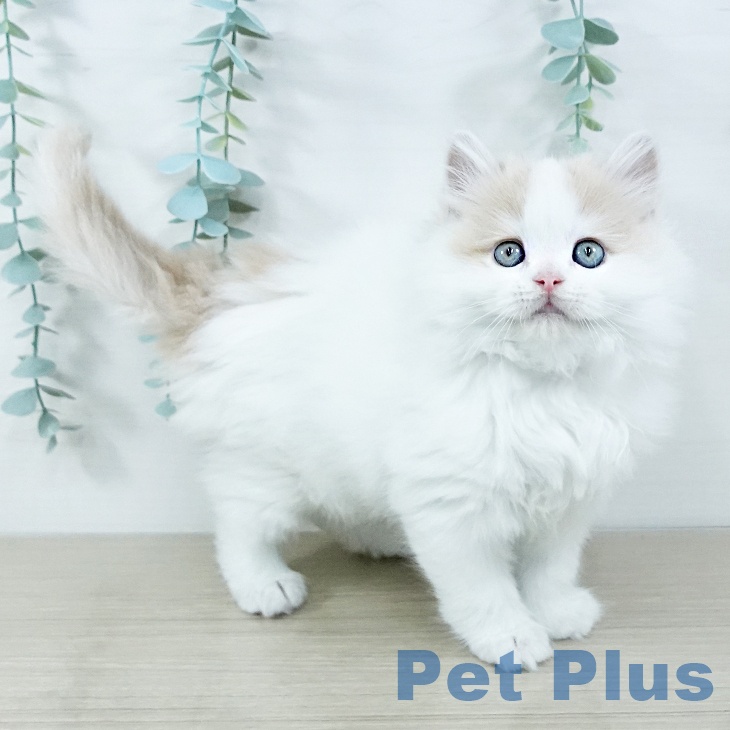 大阪府のラガマフィン (ペットプラス イオン大日店/2025年11月5日生まれ/男の子/クリームタビーホワイト)の子猫の1枚目の画像