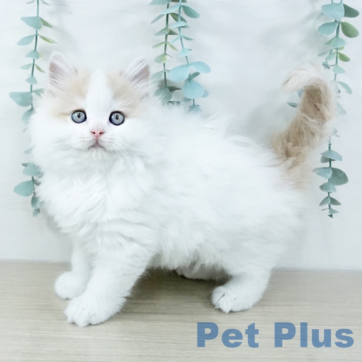 大阪府のラガマフィン (ペットプラス イオン大日店/2025年11月5日生まれ/男の子/クリームタビーホワイト)の子猫の2枚目の画像