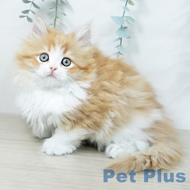 京都府のラガマフィン (ペットプラス 京都桂川店/2025年11月5日生まれ/女の子/レッドタビーホワイト)の子猫の1枚目の画像