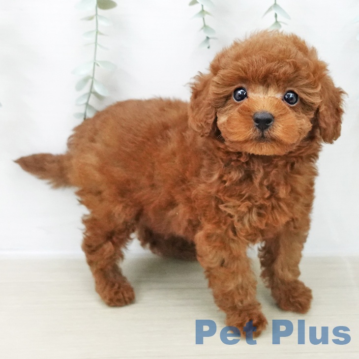 東京都のトイプードル(トイ) (ペットプラス 東久留米店/2025年11月7日生まれ/男の子/レッド)の子犬の1枚目の画像