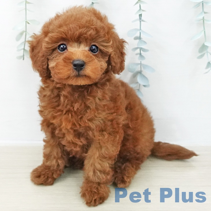 東京都のトイプードル(トイ) (ペットプラス 東久留米店/2025年11月7日生まれ/男の子/レッド)の子犬の2枚目の画像