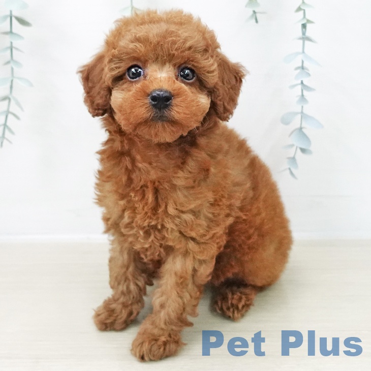 宮城県のトイプードル(トイ) (ペットプラス 仙台上杉店/2025年11月7日生まれ/女の子/レッド)の子犬の1枚目の画像