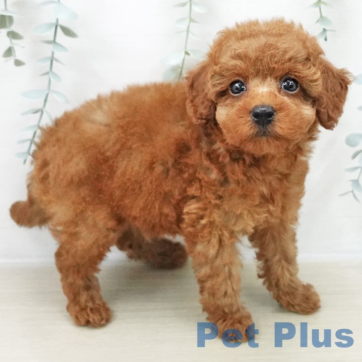 宮城県のトイプードル(トイ) (ペットプラス 仙台上杉店/2025年11月7日生まれ/女の子/レッド)の子犬の2枚目の画像