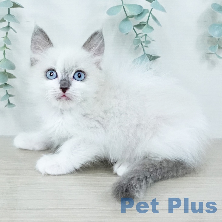 埼玉県のラグドール (ペッツワン 吉川美南店/2025年10月28日生まれ/男の子/ブルーポイントバイカラー)の子猫の1枚目の画像