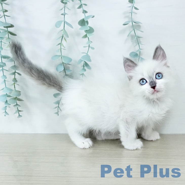 埼玉県のラグドール (ペッツワン 吉川美南店/2025年10月28日生まれ/男の子/ブルーポイントバイカラー)の子猫の2枚目の画像