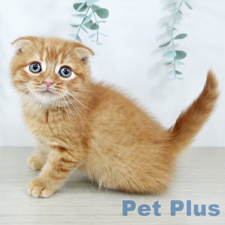 福島県のスコティッシュフォールド (ペットプラス 福島店/2025年10月23日生まれ/男の子/レッドタビー)の子猫の1枚目の画像