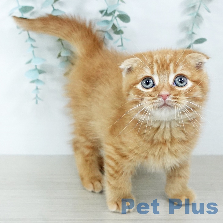 福島県のスコティッシュフォールド (ペットプラス 福島店/2025年10月23日生まれ/男の子/レッドタビー)の子猫の2枚目の画像