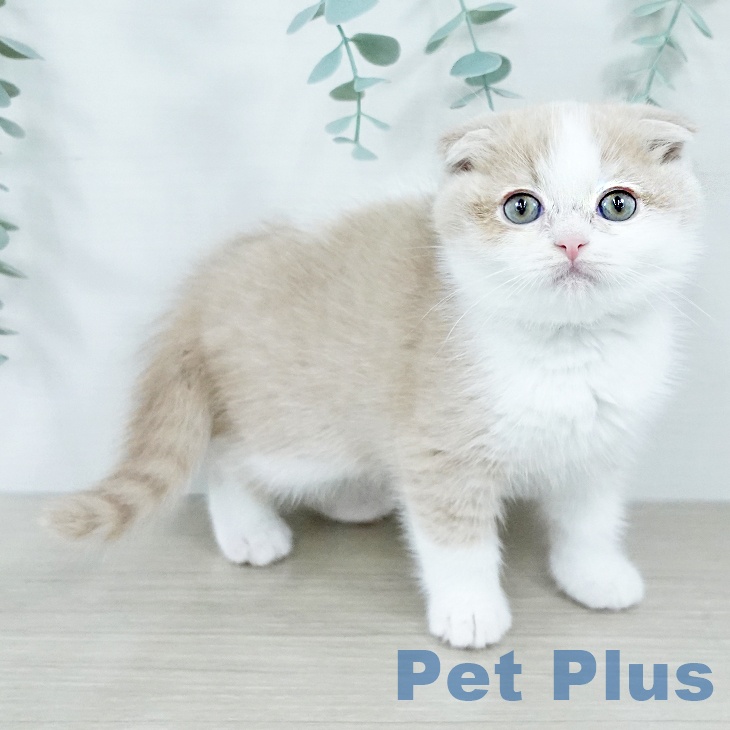 千葉県のスコティッシュフォールド (ペットプラス 幕張新都心店/2025年10月27日生まれ/男の子/クリームホワイト)の子猫の1枚目の画像