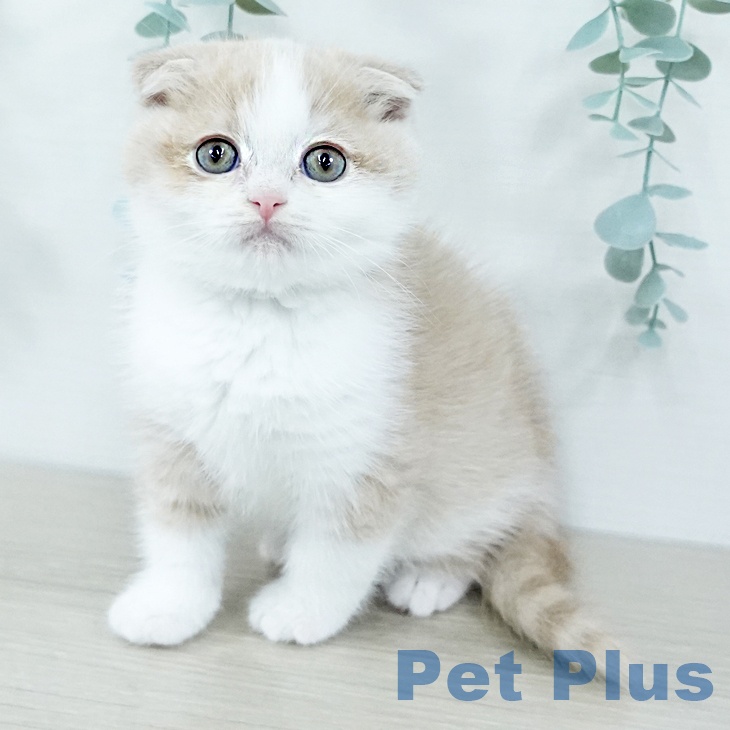 千葉県のスコティッシュフォールド (ペットプラス 幕張新都心店/2025年10月27日生まれ/男の子/クリームホワイト)の子猫の2枚目の画像
