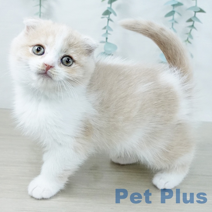 千葉県のスコティッシュフォールド (ペットプラス 船橋店/2025年10月27日生まれ/女の子/クリームホワイト)の子猫の1枚目の画像