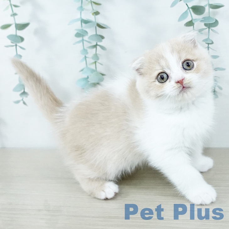 千葉県のスコティッシュフォールド (ペットプラス 船橋店/2025年10月27日生まれ/女の子/クリームホワイト)の子猫の2枚目の画像